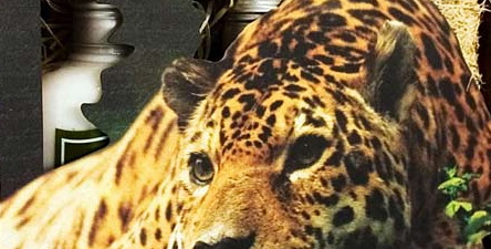 Amazônia Natural: природа Бразилии в косметике