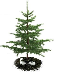 Plant a New Year Tree from Pangea Organics eco-packaging Plant a New Year Tree from Pangea Organics eco-packaging