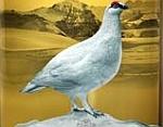 Дизайн упаковки нового шотландского виски Snow Grouse