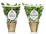 Svegro packaging design by Amore Sweden