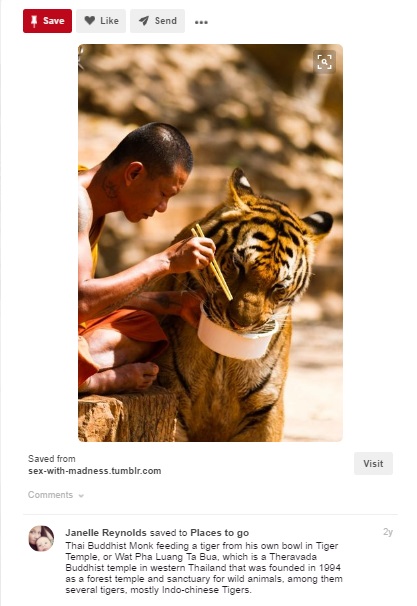 Тигров вскармливает свинья Тайланд храм.