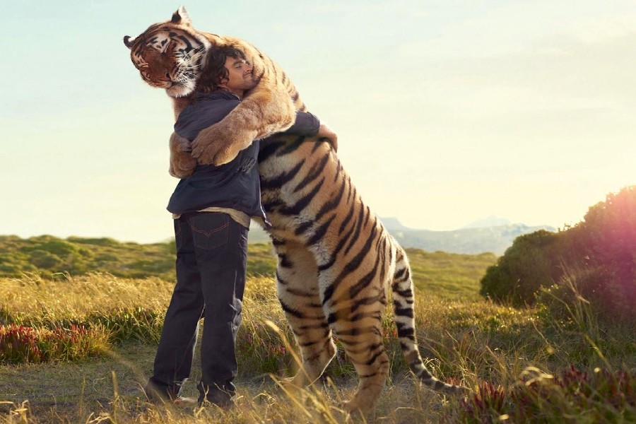 People and wildlife. Люди и животные. Дикие животные и человек. Человек и животное. Обнимашки с тигром.
