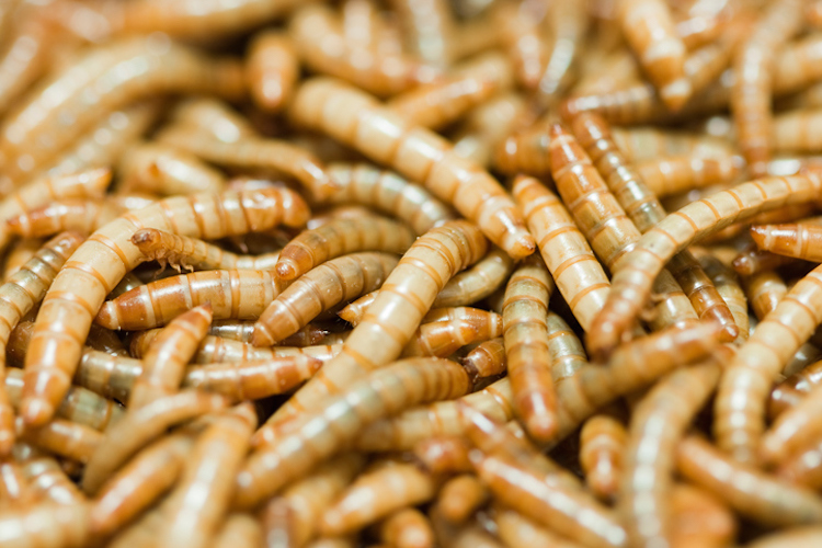 mealworm