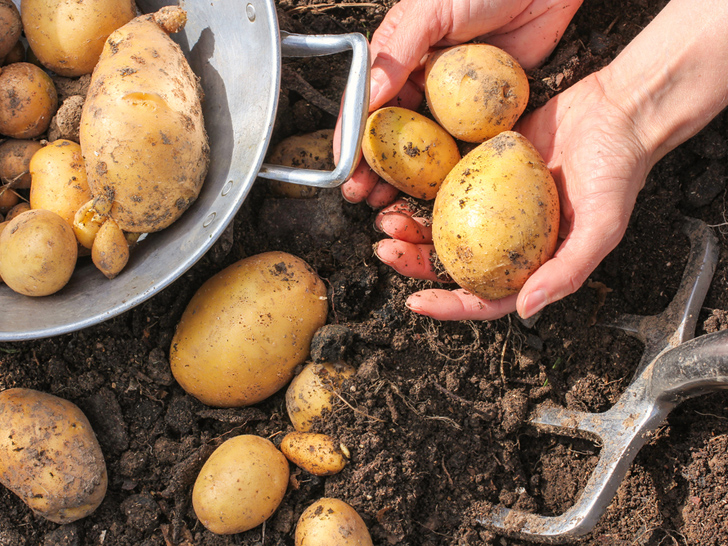 Growing-Potatoes