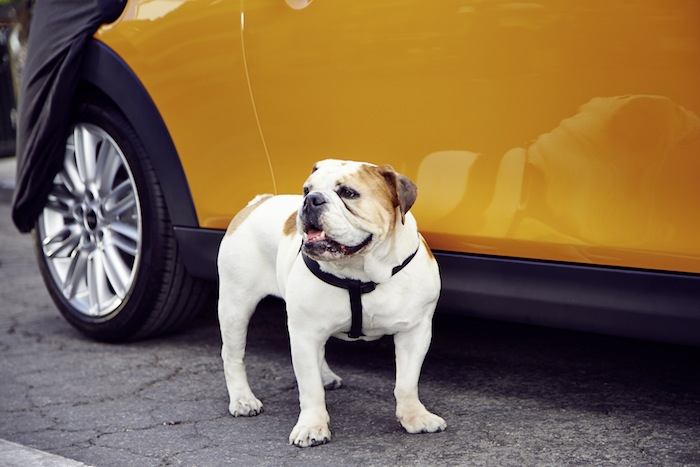 mini_bulldog_02