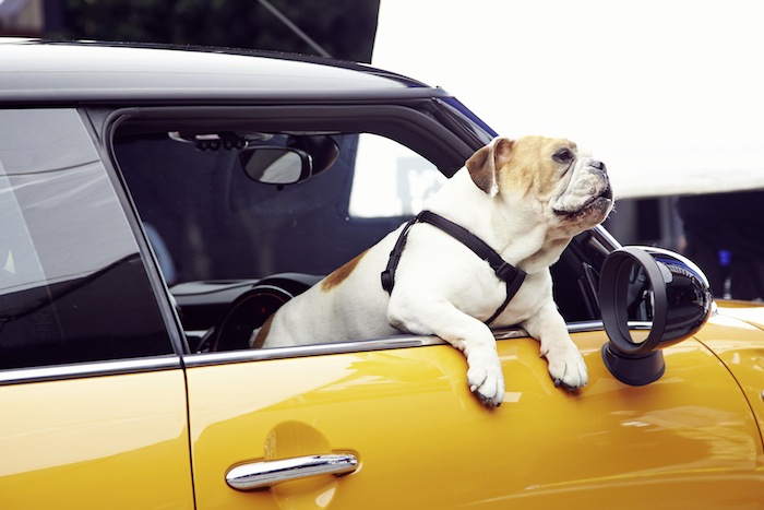 mini_bulldog_03